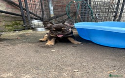 French Bulldog dogs for sale: Beautiful French bulldog girls (ready now) - Image 17