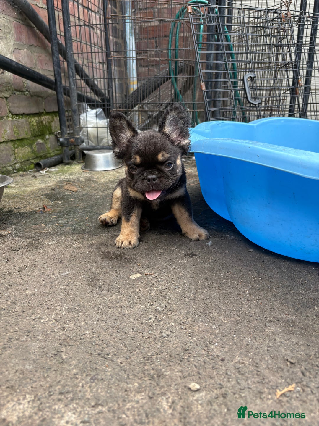 French Bulldog dogs for sale: Beautiful French bulldog girls (ready now) - Image 17