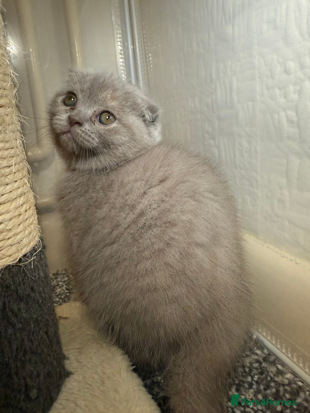 Scottish Fold cats for sale: 3 Adorable Scottish Fold Kittens🩷💙🩷 - Image 29