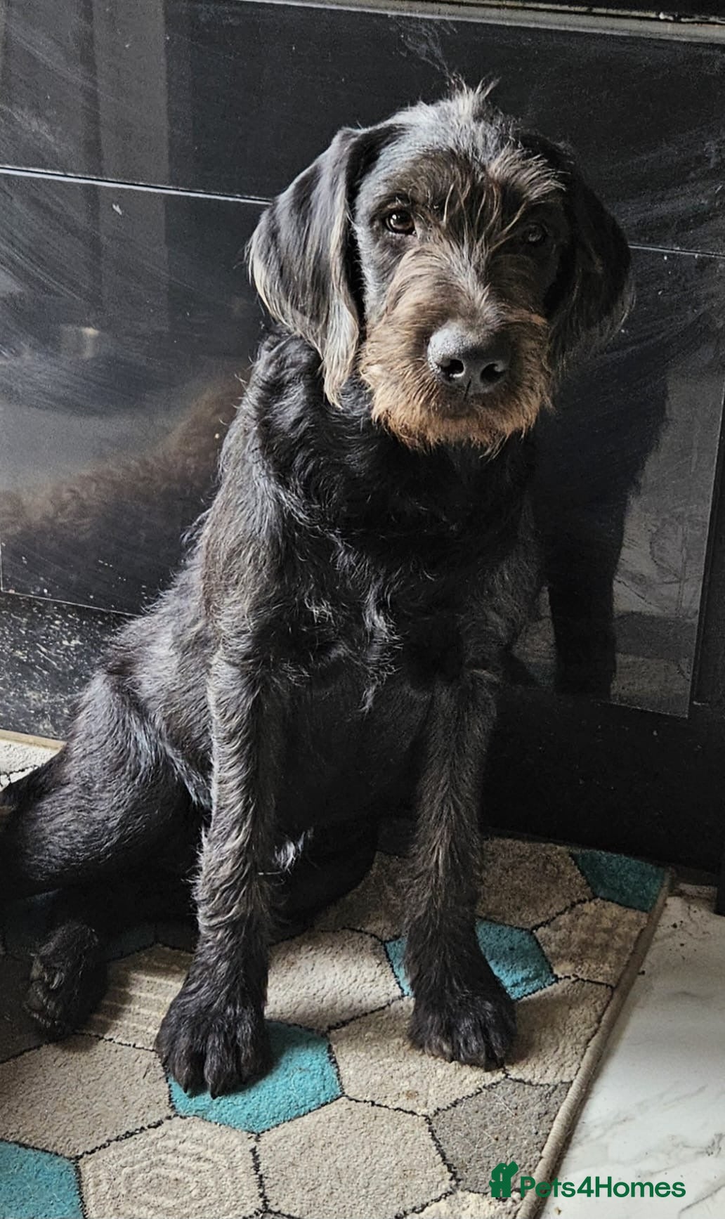 Labradoodle dogs LAST ONE! Lovely Labradoodle pup! 🐶  - Advert 2