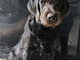 Labradoodle dogs LAST ONE! Lovely Labradoodle pup! 🐶 - Advert 2