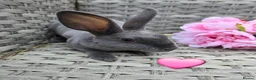 Rex rabbits for sale: 🐰Beautiful mini rex babies ready now 🐰 - Advert 13