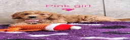 Cavapoochon dogs for sale: Beautiful Cavapoochons puppies - Advert 11
