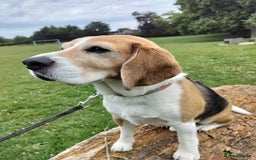 Beagle dogs for sale: Playful Rocket (Beagle) looking for new home - Image 3
