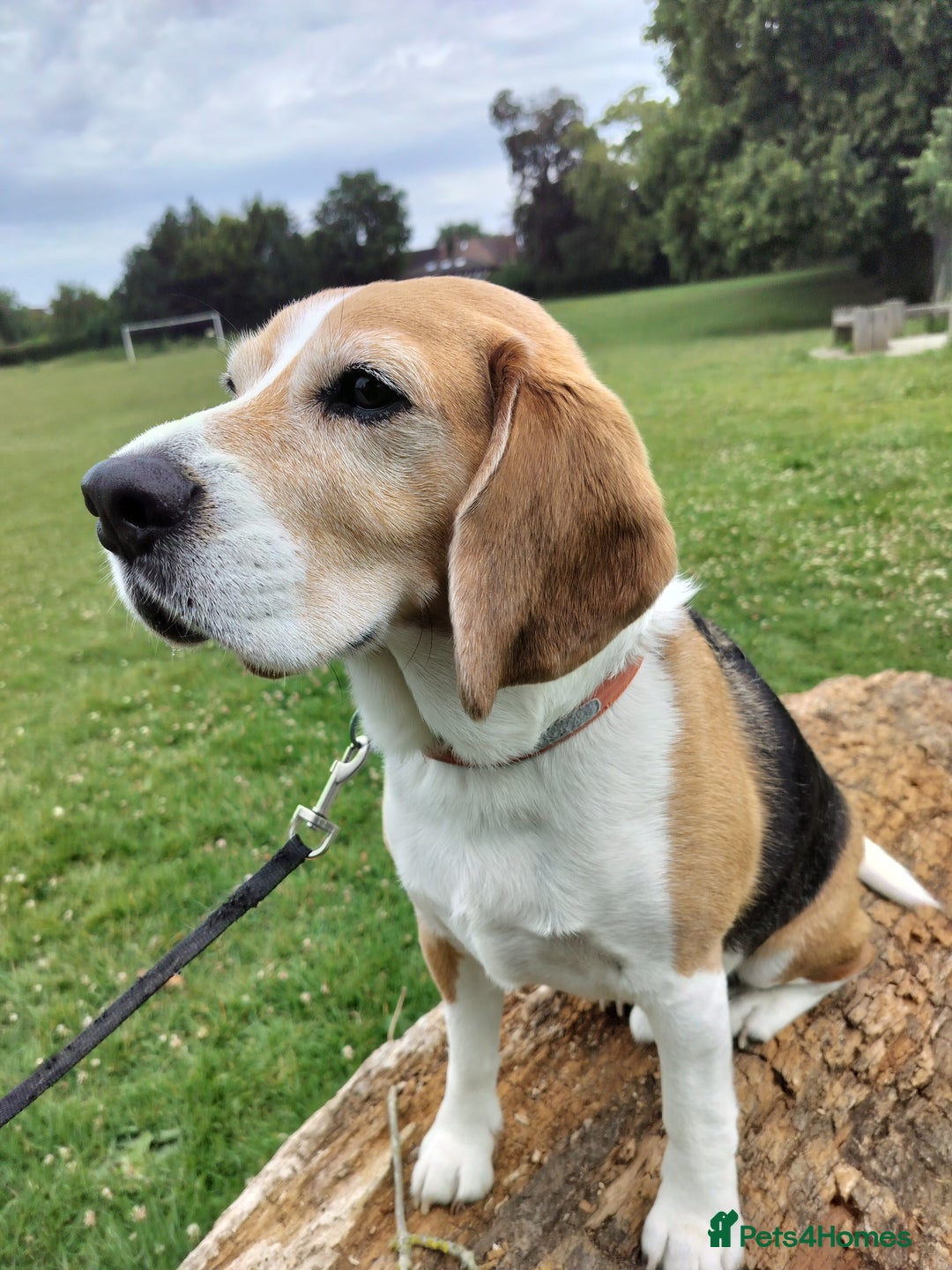 Beagle dogs for sale: Playful Rocket (Beagle) looking for new home - Image 3