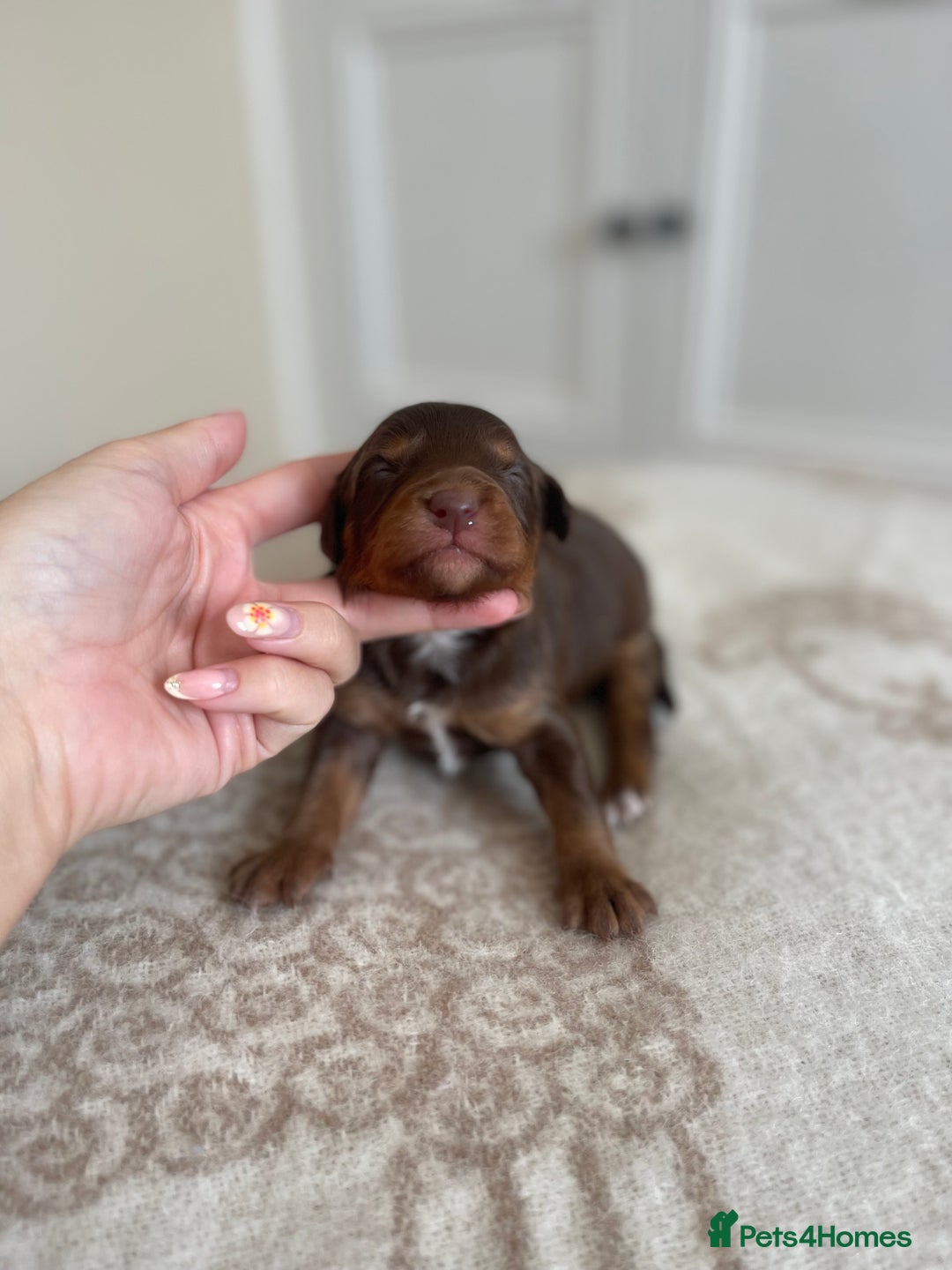 Bordoodle dogs for sale: OUTSTANDING *TRI COLOUR* MINIATURE BORDOODLES - Image 22