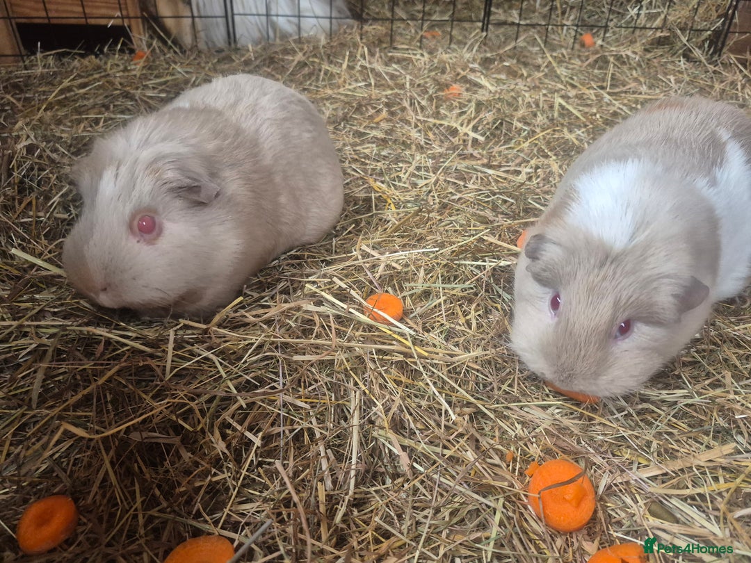 Guinea Pig rodents for sale: 4 adult guinea pigs - Image 2