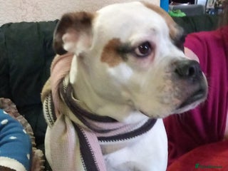 Mixed Breed dogs Boxer x ? - Advert 1