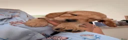 Cockapoo dogs for sale: Beautiful Cockapoo Puppies – £1,500 each - Advert 23