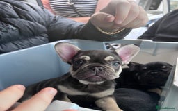 French Bulldog dogs for sale: Ready now!!! - Image 1