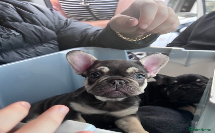 French Bulldog dogs - Advert 4