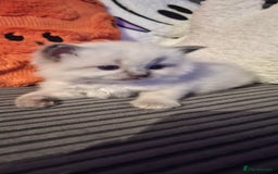 Ragdoll cats for sale: Ragdoll babies  - Image 2