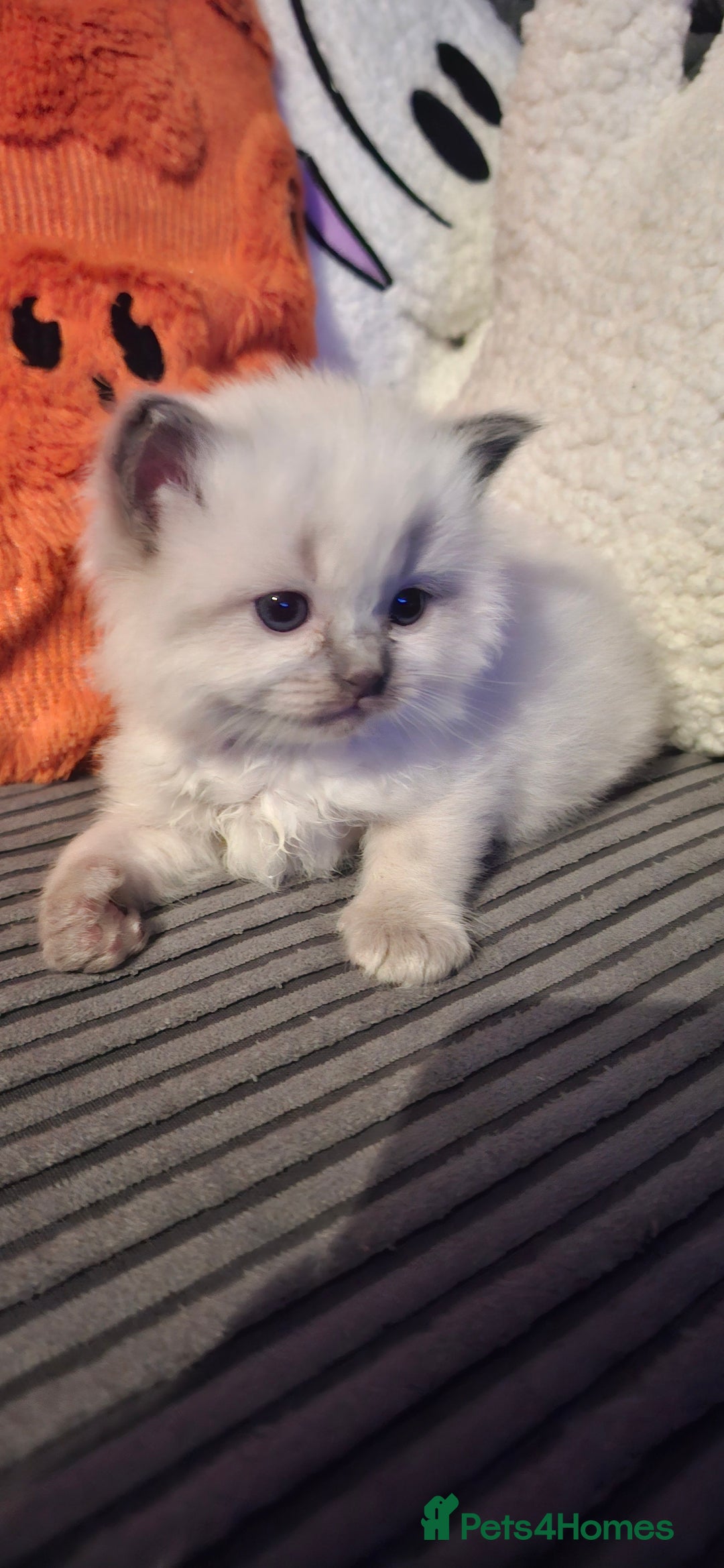 Ragdoll cats for sale: Ragdoll babies  - Image 2