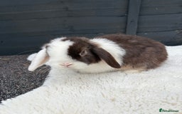 Mini Lop rabbits for sale: 🤎Chocolate Boy Mini Lop Ready to Leave 🤎 - Image 13