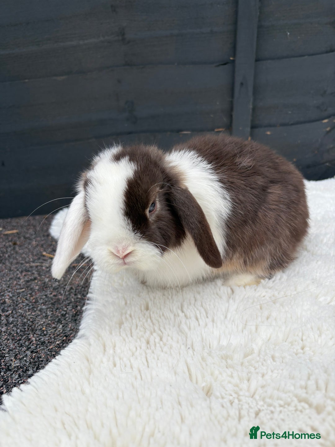 Mini Lop rabbits for sale: 🤎Chocolate Boy Mini Lop Ready to Leave 🤎 - Image 13
