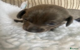 Mixed Breed dogs for sale: Tiny chiweenie puppy’s  - Image 22