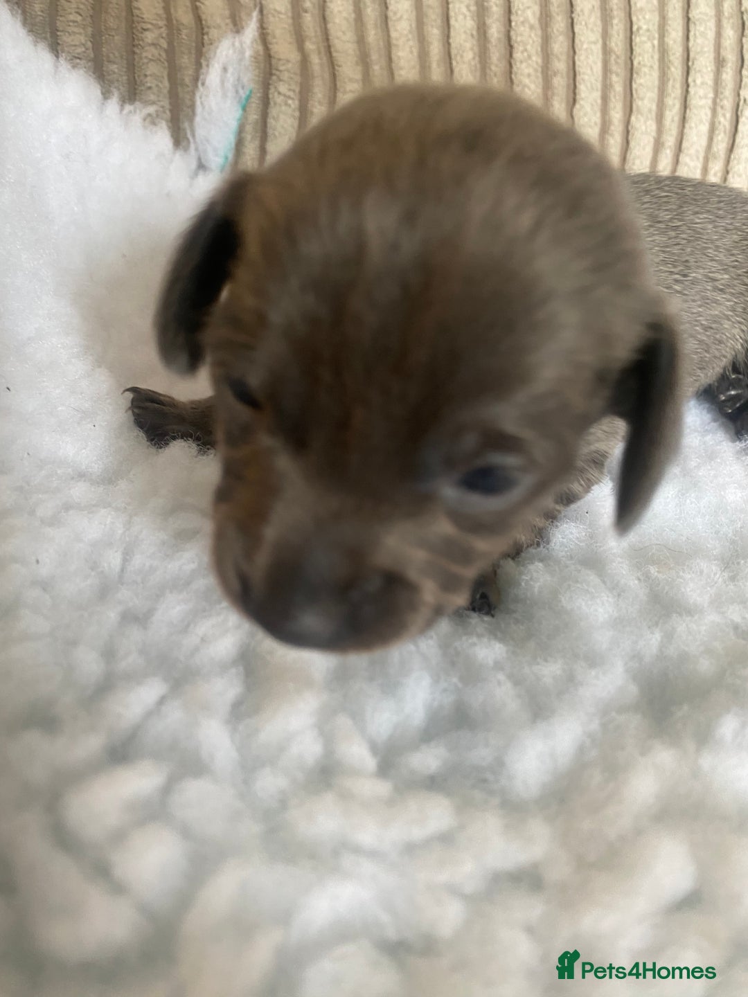 Mixed Breed dogs for sale: Tiny chiweenie puppy’s  - Image 22