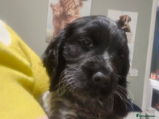 Cocker Spaniel dogs 1 beautiful roan cocker spaniel left ready - Advert 7