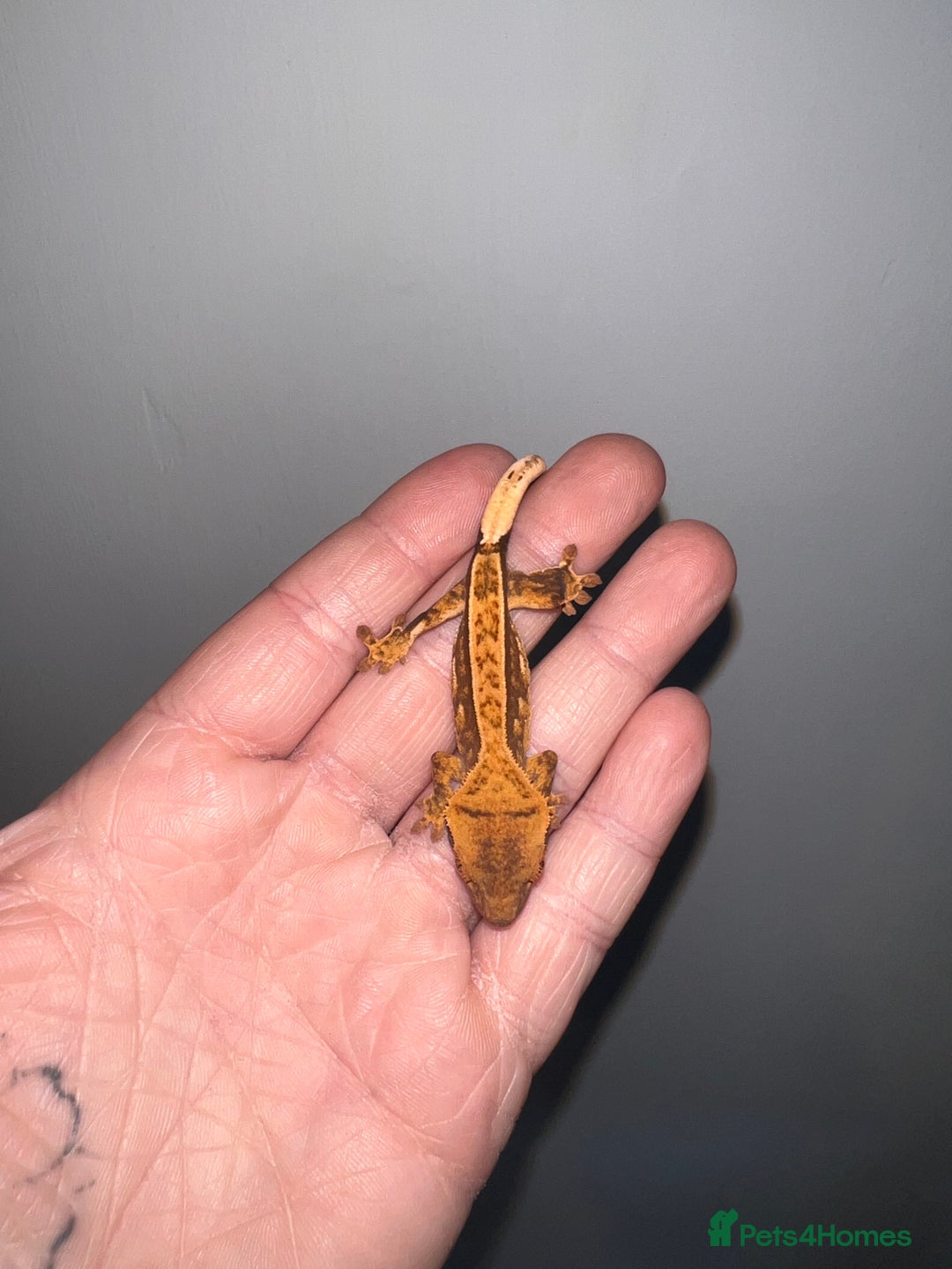 Gecko reptiles for sale: Baby crested geckos available  - Image 6