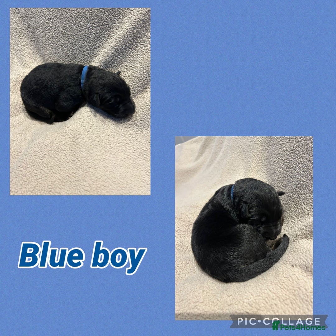 German Shepherd dogs for sale: German shepard puppys - Advert 8