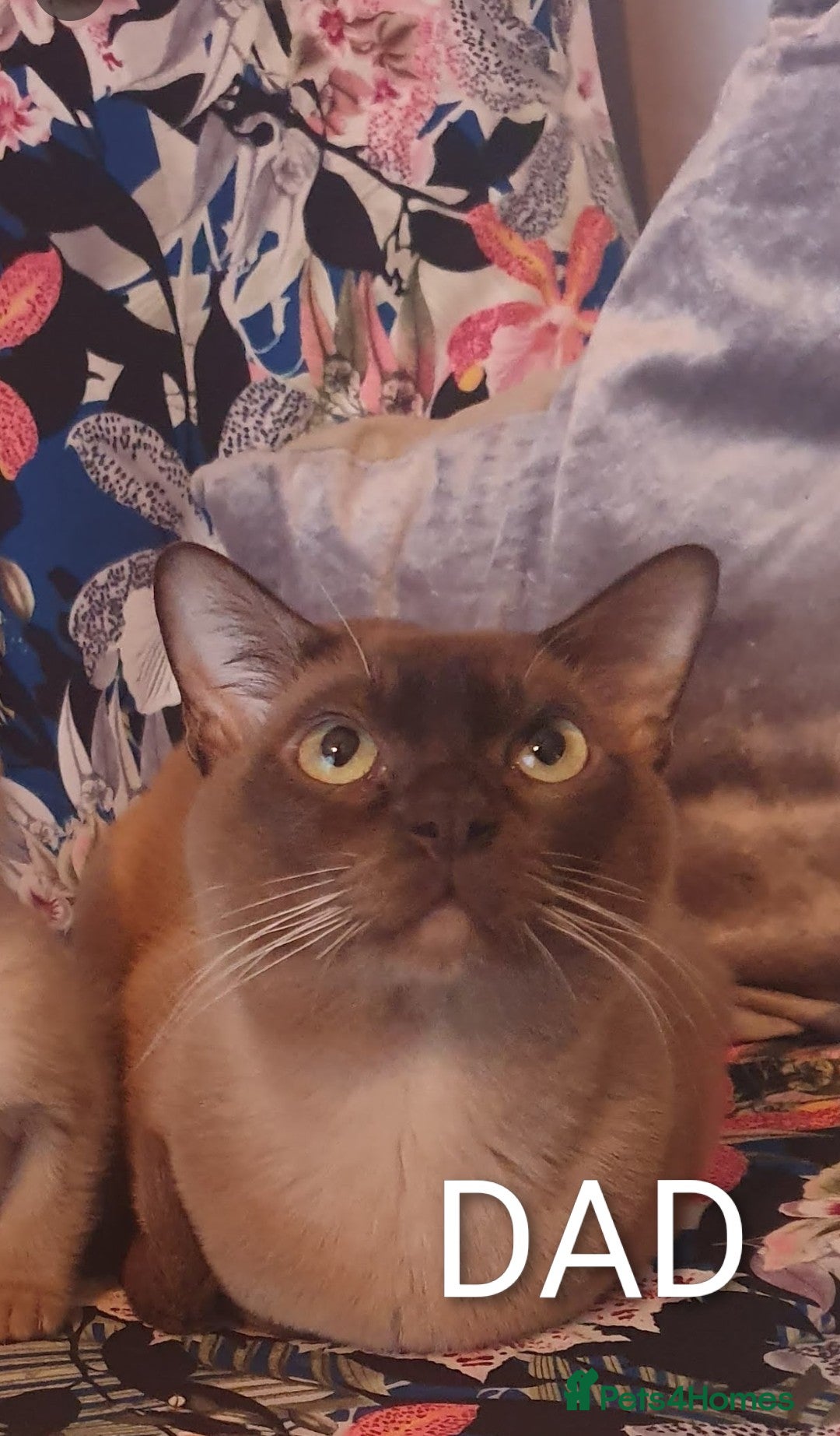 Burmese cats for sale: Pure pedigree, Registered Burmese,Vet checked 2x - Advert 11
