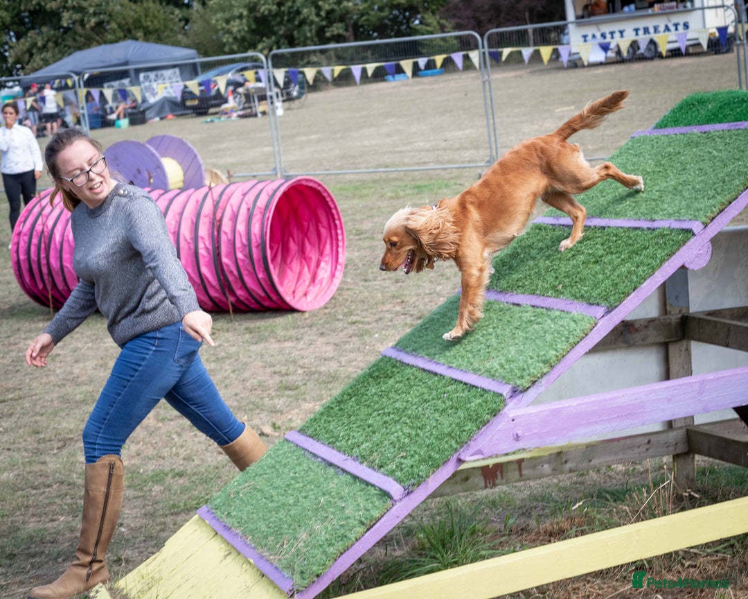 Cocker Spaniel dogs for sale: Golden Cocker spaniel puppies working bred  - Advert 6