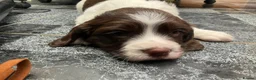 English Springer Spaniel dogs for sale: Springer spaniel puppies field ready! in Sleaford - Advert 2
