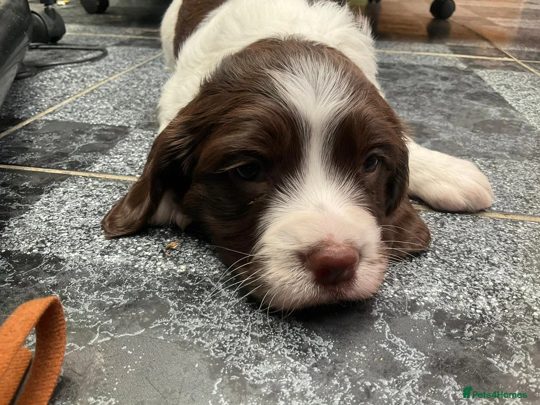 English Springer Spaniel dogs for sale: Springer spaniel puppies field ready! in Sleaford - Advert 2