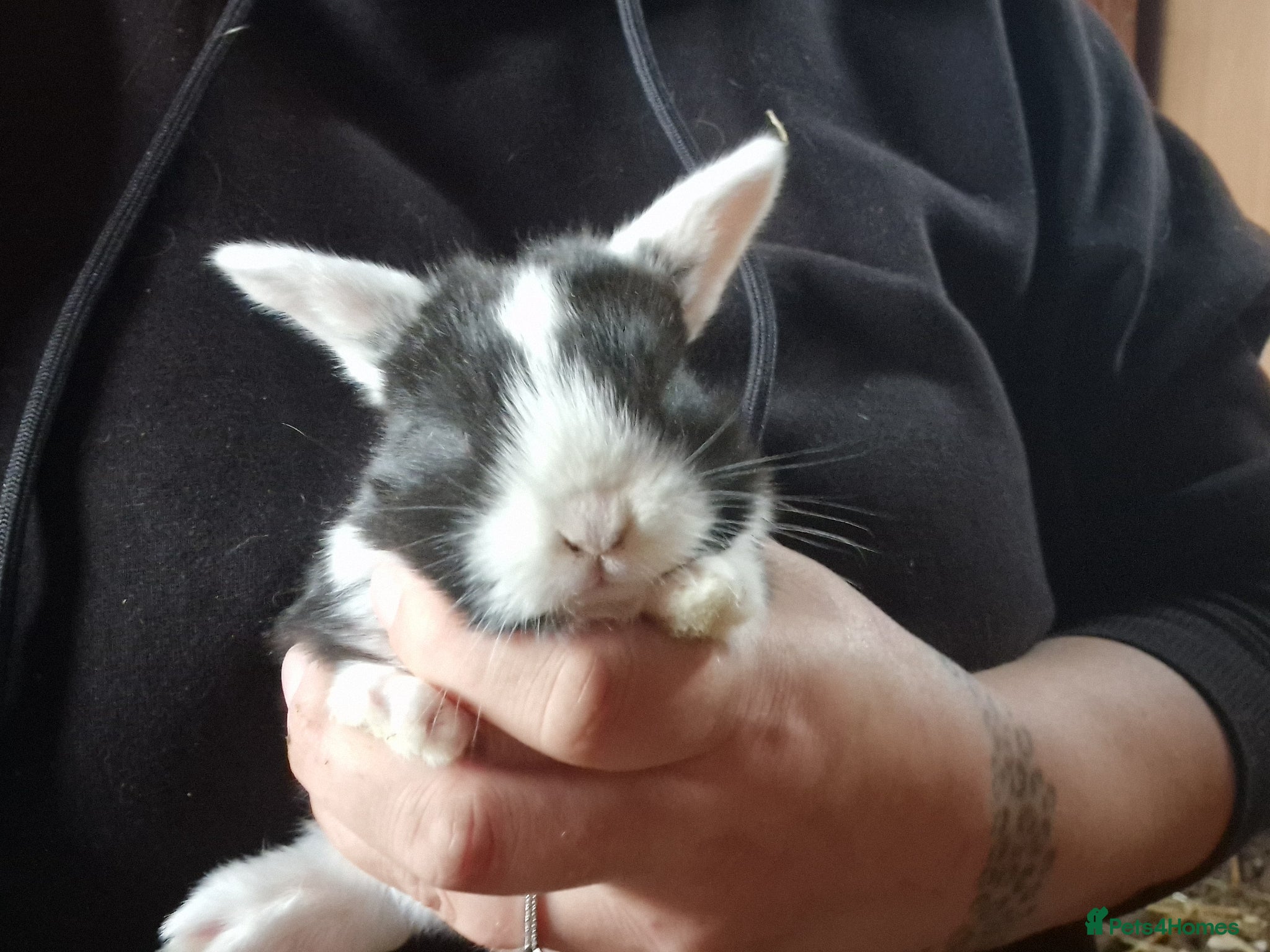 Mini Lop rabbits for sale: Mini lops  - Advert 12