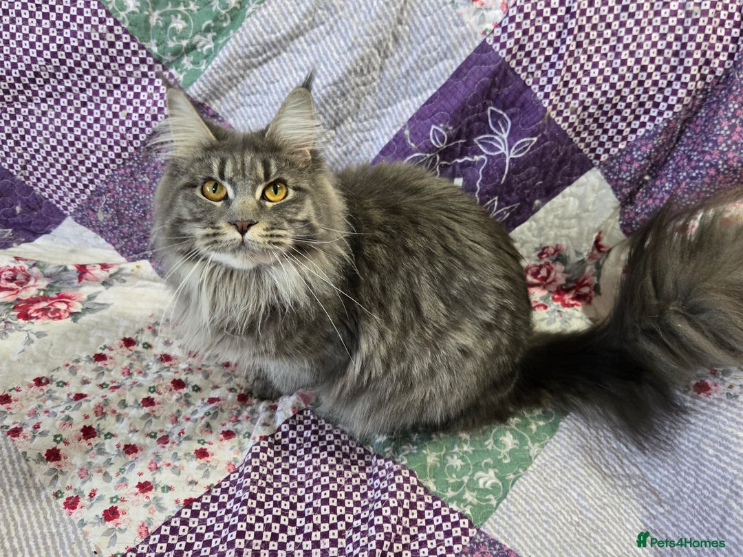 Maine Coon cats for sale: Ready now! Chunky Silver Tabby boy - Advert 2