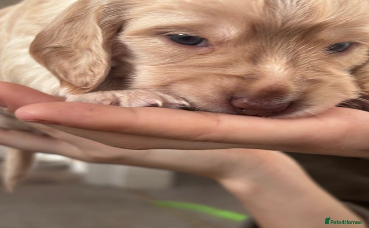 Cocker Spaniel dogs - Advert 10