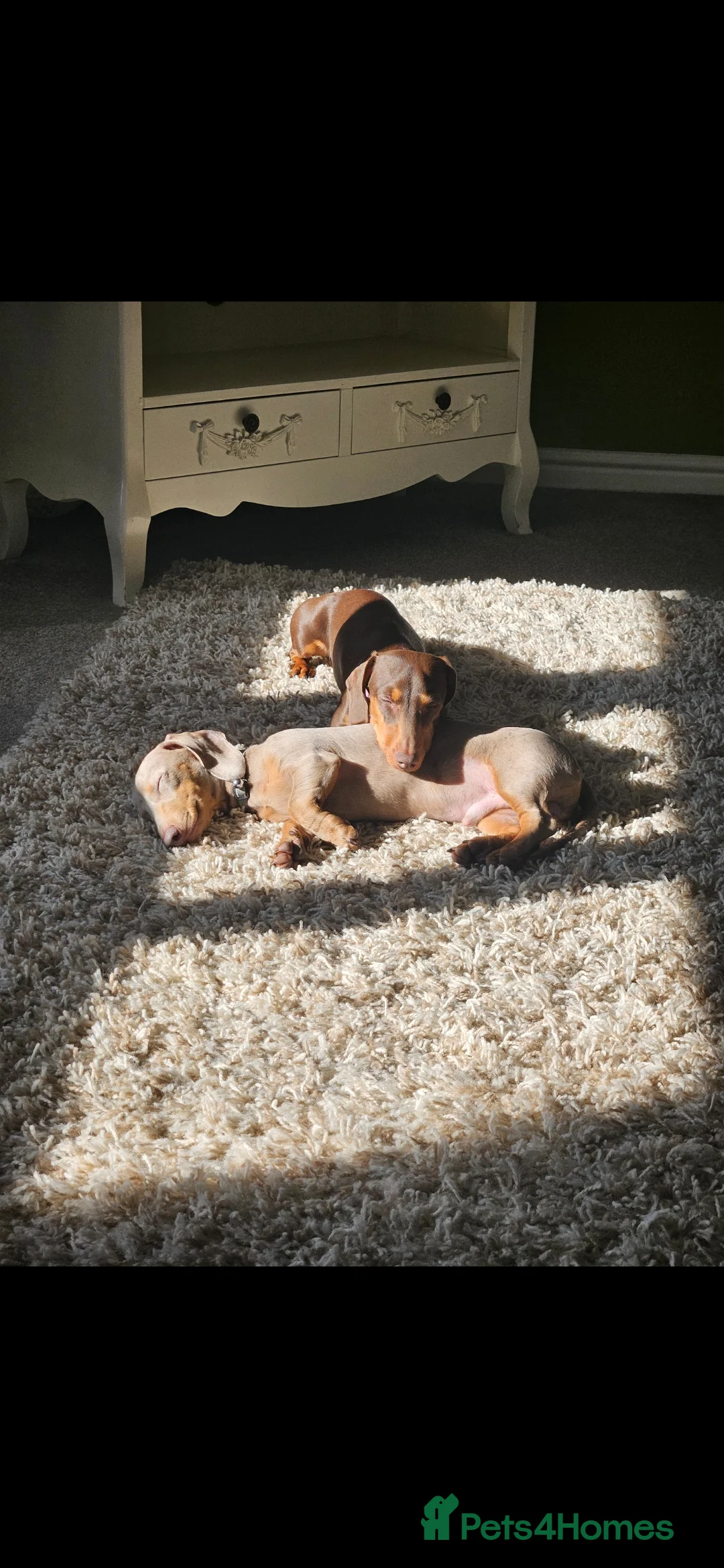 Miniature Dachshund dogs for stud: Miniature Daschund KC Registered PRA clear STUD  - Advert 6