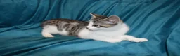 Mixed Breed cats for sale: 6 Gorgeous kittens for sale - Advert 8