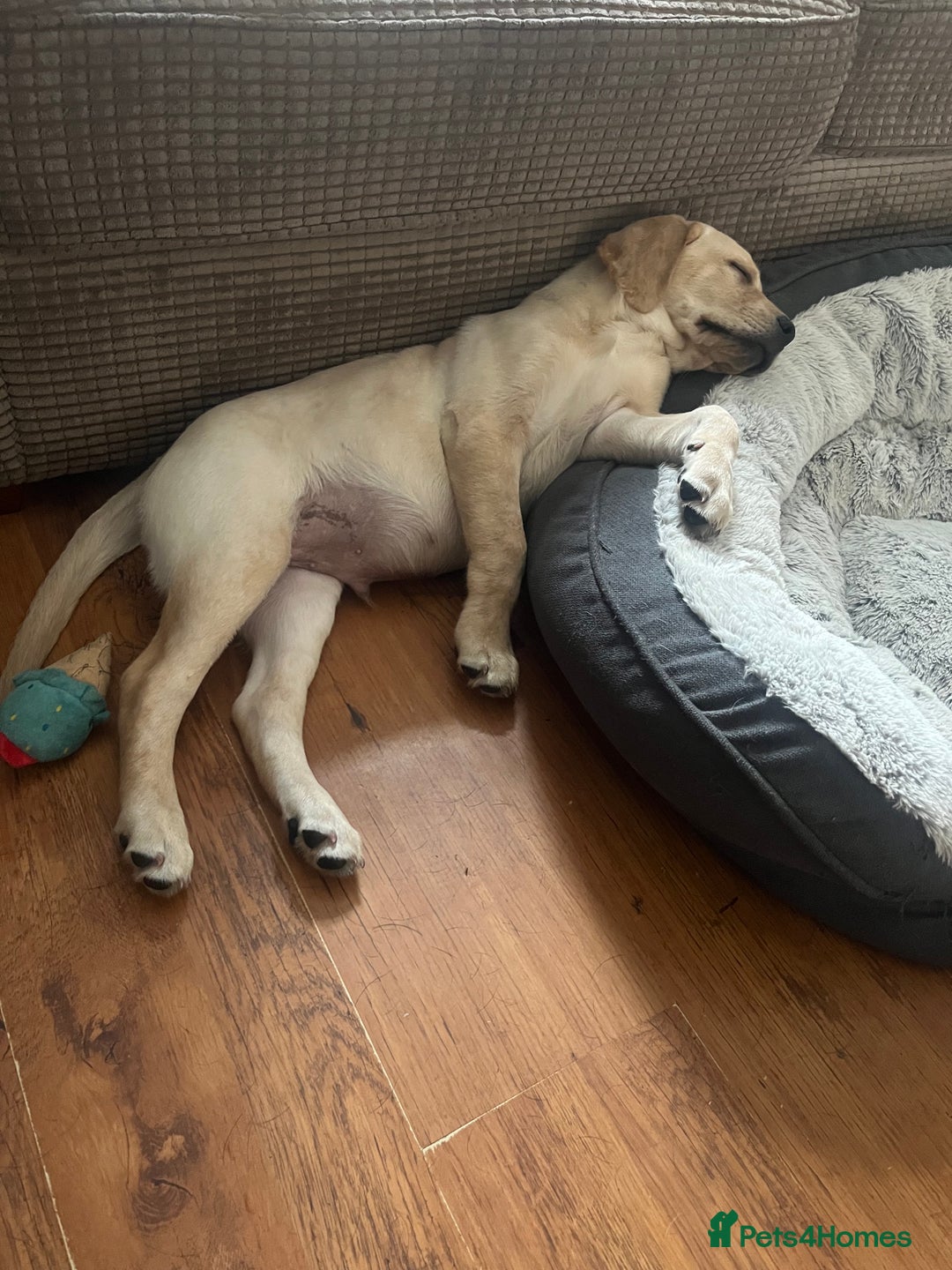 Labrador Retriever dogs for sale: Gorgeous, chunky pedigree Labrador puppy - Advert 10