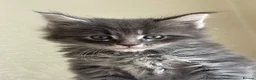 Maine Coon cats for sale: Maine Coon boy  - Advert 12