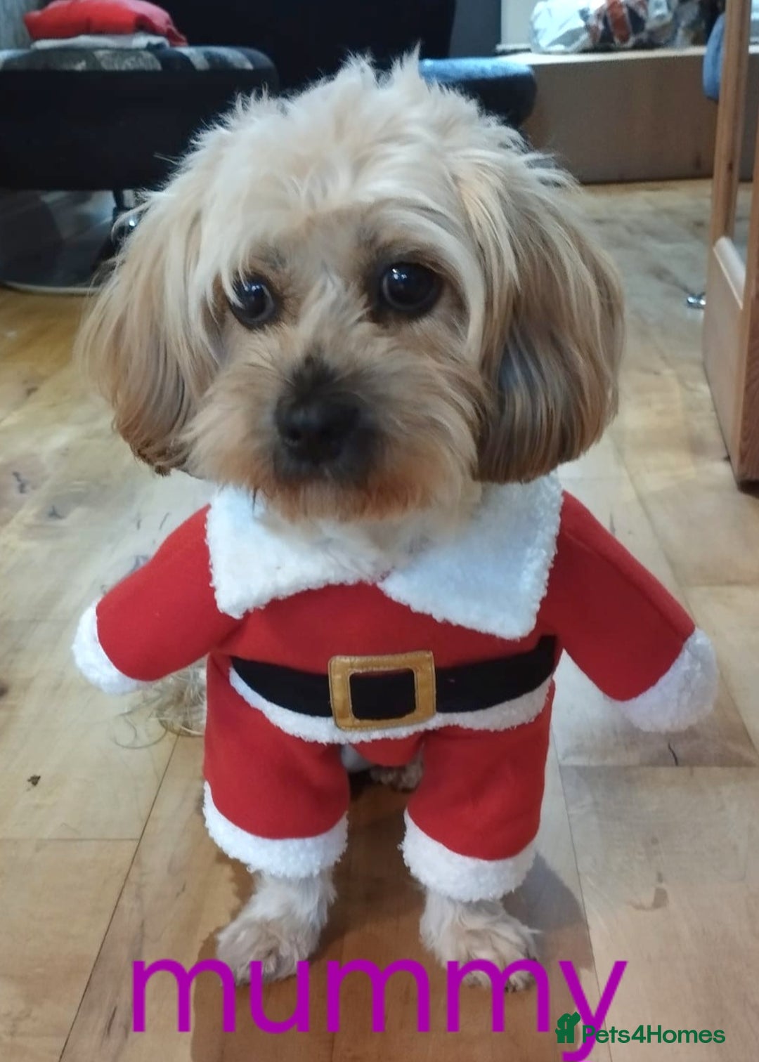 Cavapoo dogs for sale: Toy Cavapoo puppies - Image 28