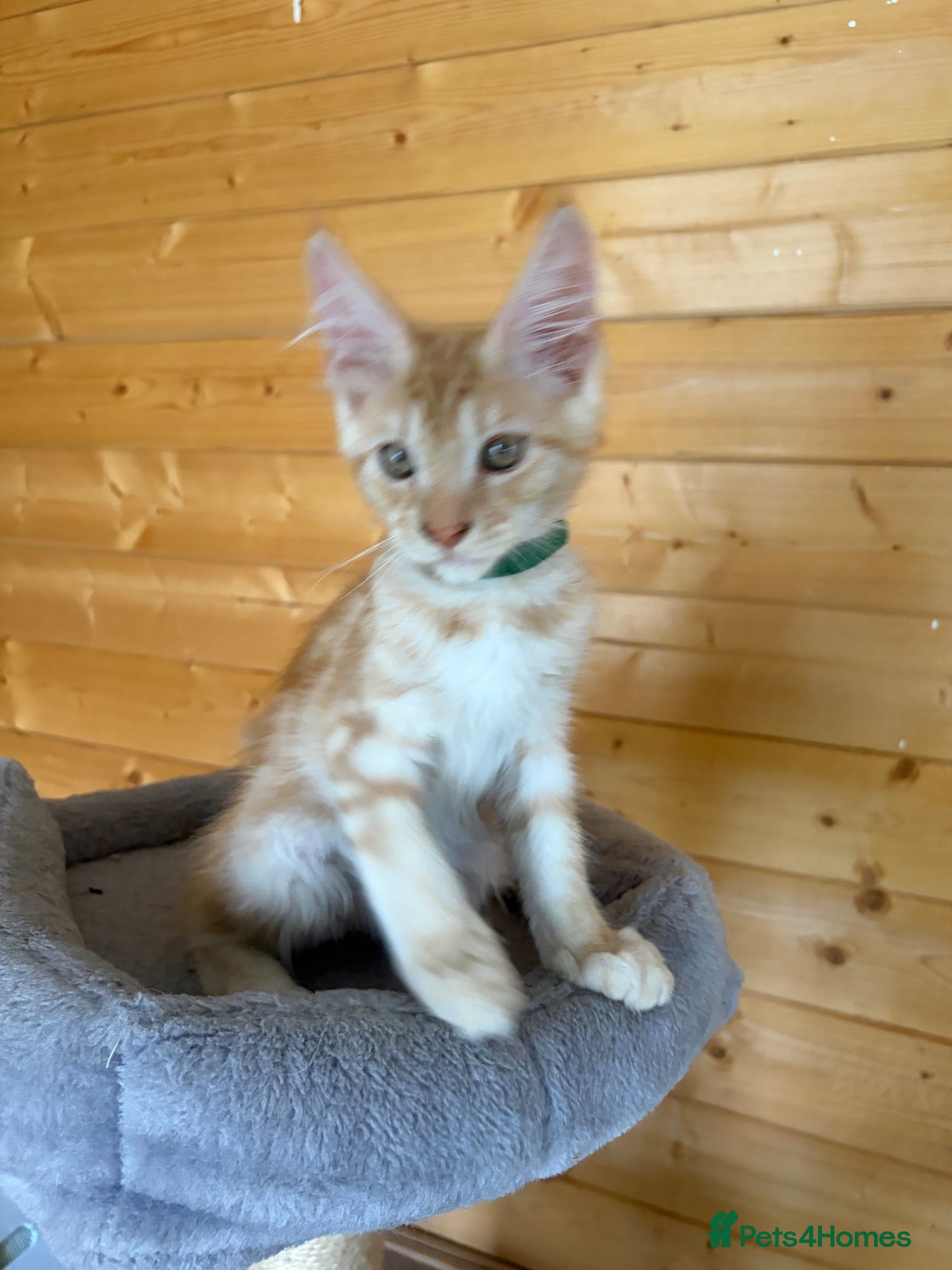 Maine Coon cats GCCF Registered beautiful kittens ❤️ - Advert 2