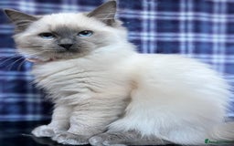 Ragdoll cats for sale: FIFe Registered Ragdoll Kittens Champion Line  - Image 20