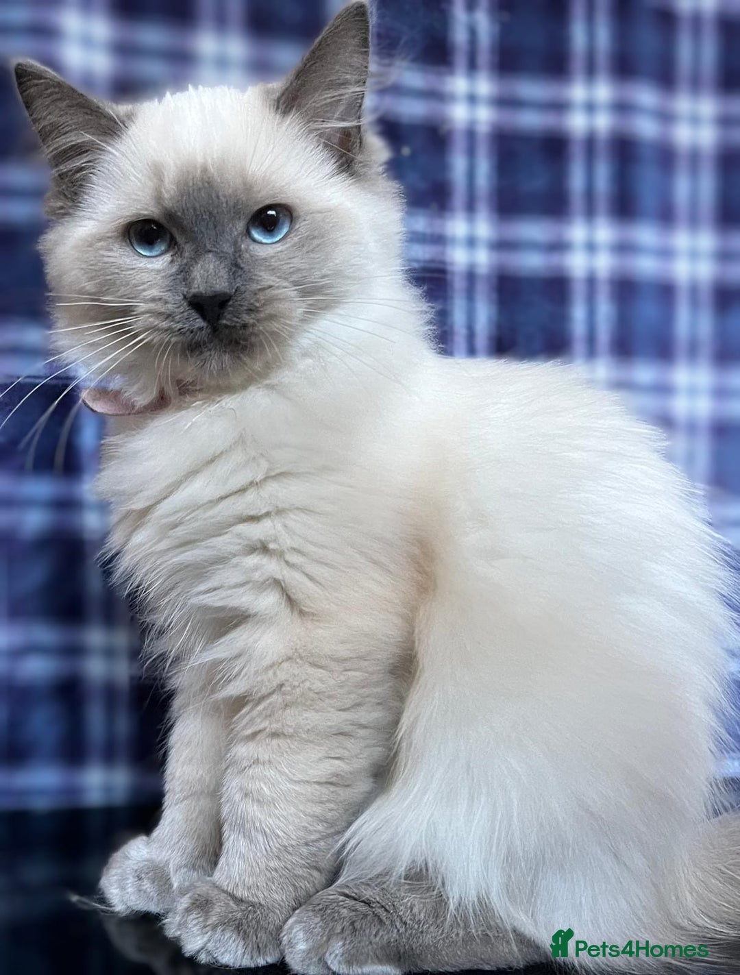 Ragdoll cats for sale: FIFe Registered Ragdoll Kittens Champion Line  - Image 20