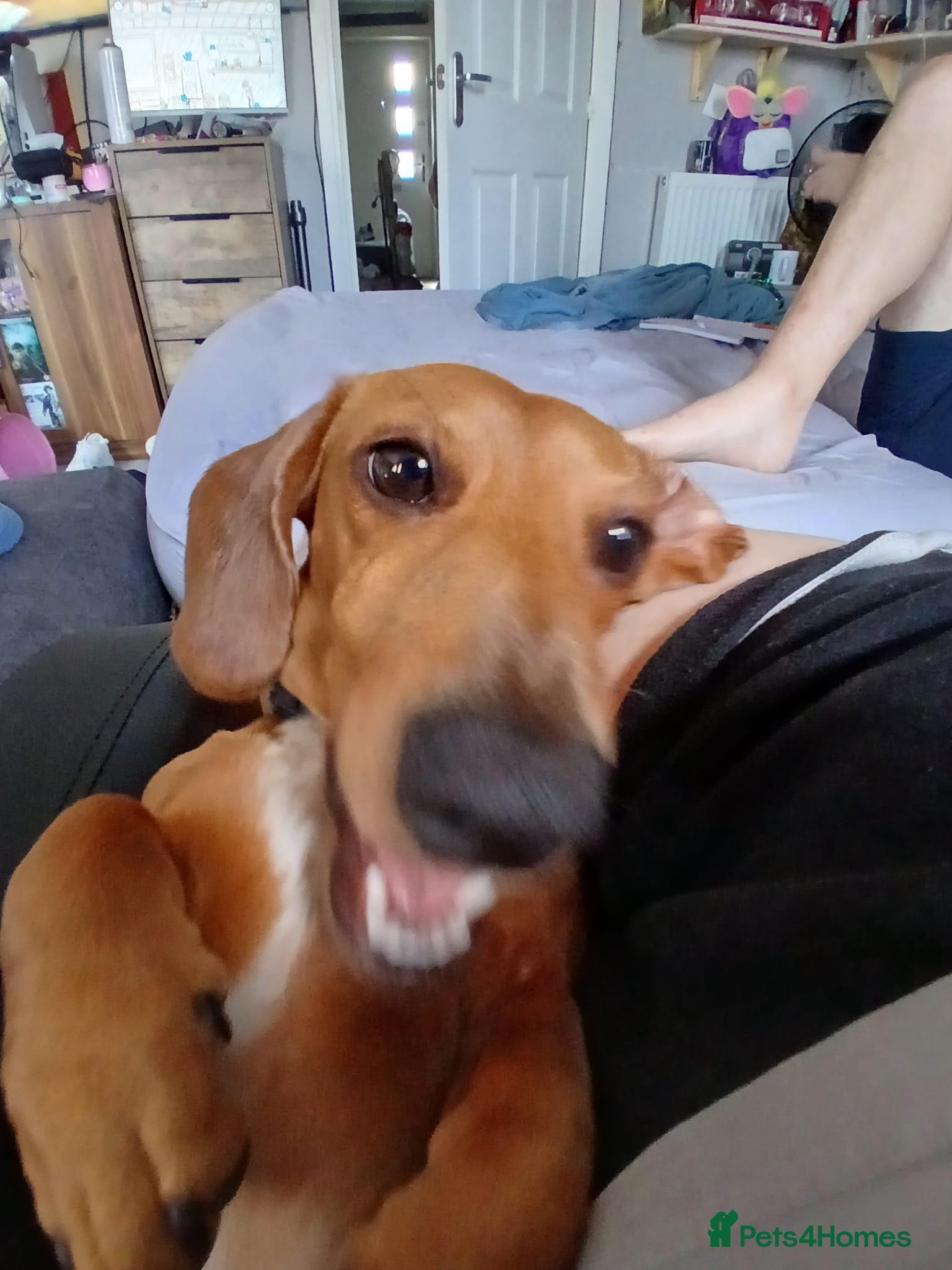 Dachshund dogs Dachshund for sale - Advert 3