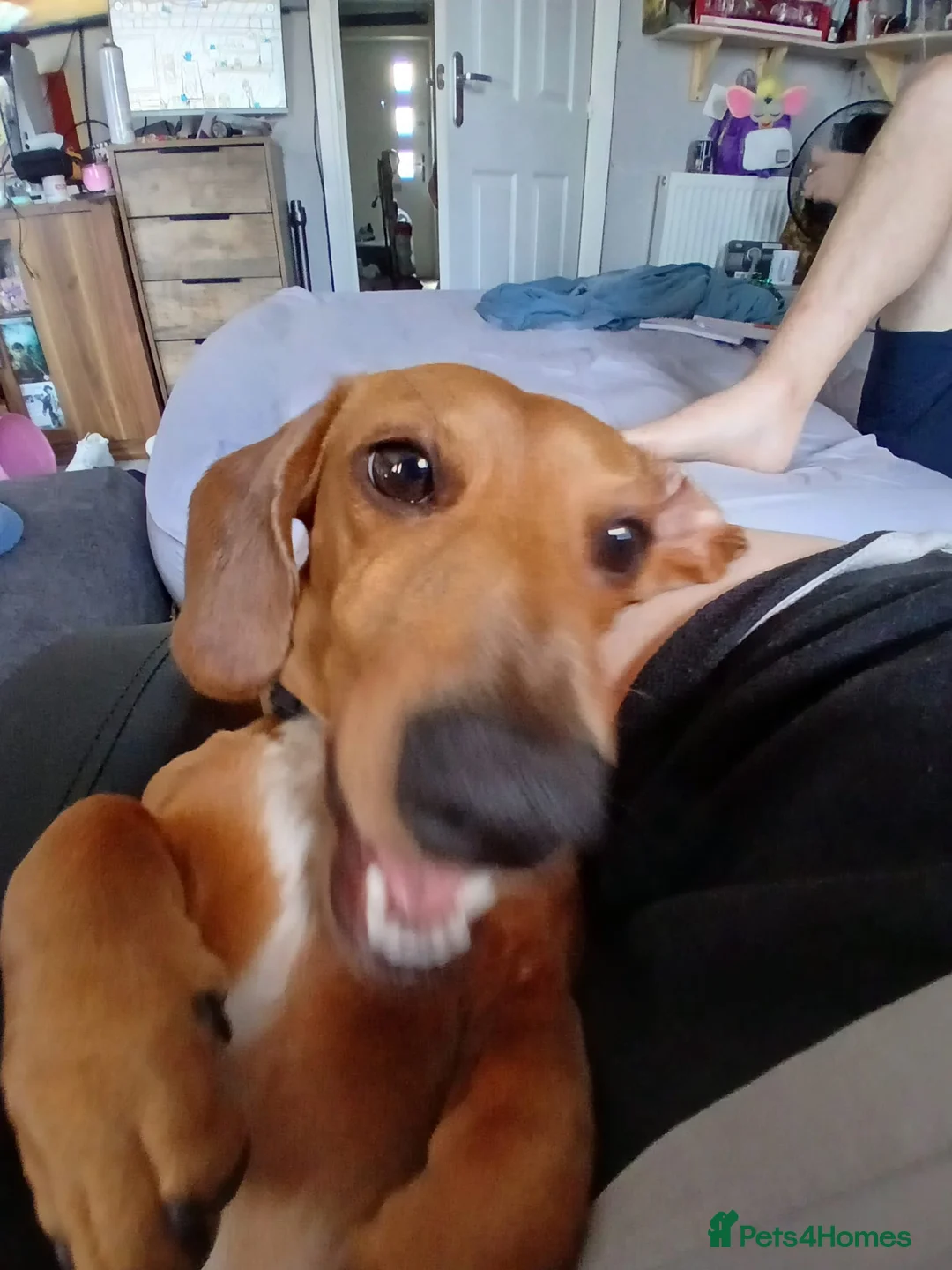 Dachshund dogs for sale: Dachshund for sale - Advert 1