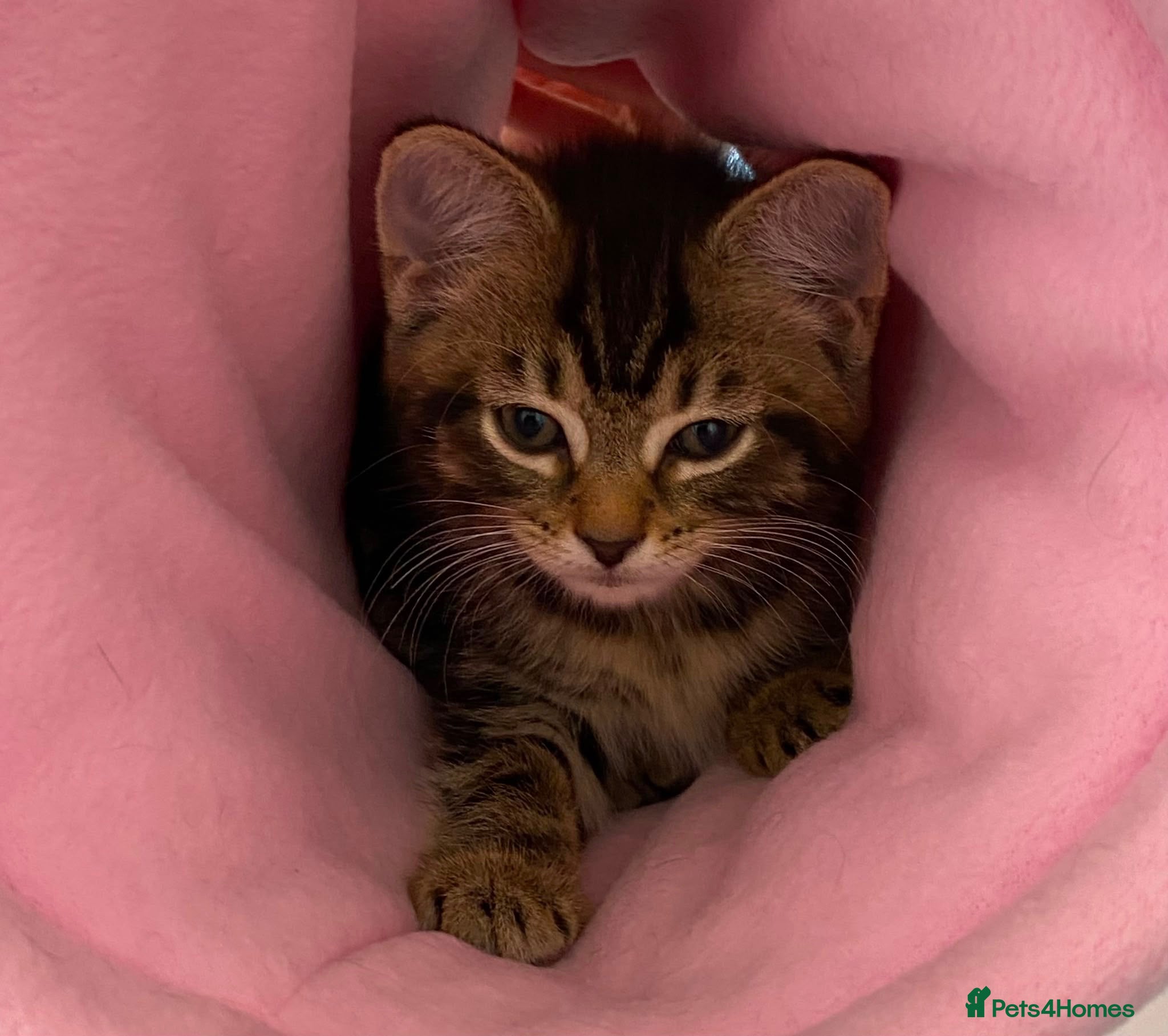 British Shorthair cats STUNNING BRITISH SHORTHAIR X DOM SHORTHAIR KITTENS - Advert 7