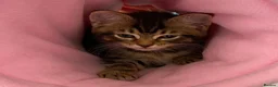 British Shorthair cats for sale: STUNNING BRITISH SHORTHAIR X DOM SHORTHAIR KITTENS - Advert 1