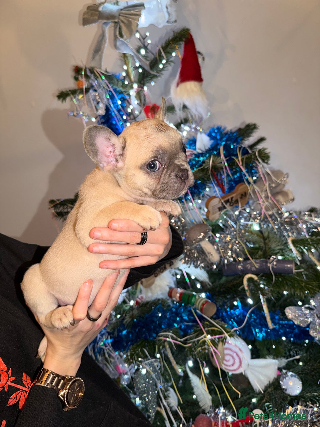 French Bulldog dogs for sale: French bulldog puppies  - Advert 34