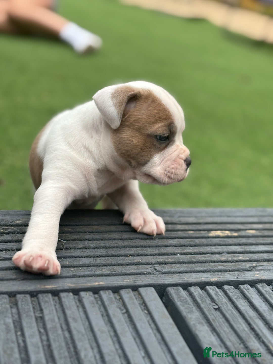 Staffordshire Bull Terrier dogs for sale: Ready now !! - Image 20