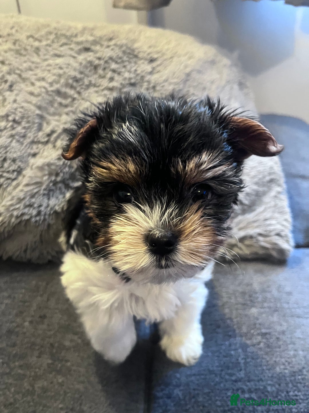 Biewer Terrier dogs for sale: 2 Pure Yorkshire Biewier Terrier READY TO GO - Advert 11