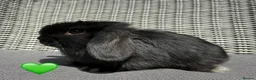 Mini Lop rabbits for sale: Beautiful Mixed Baby Minilops  - Advert 10