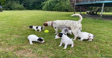 Jack Russell dogs - Advert 1