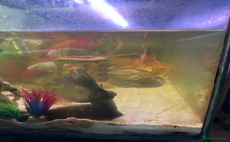 Koi Carp fish - Advert 5