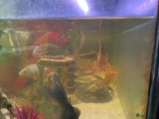 Koi Carp fish for sale - Advert 1